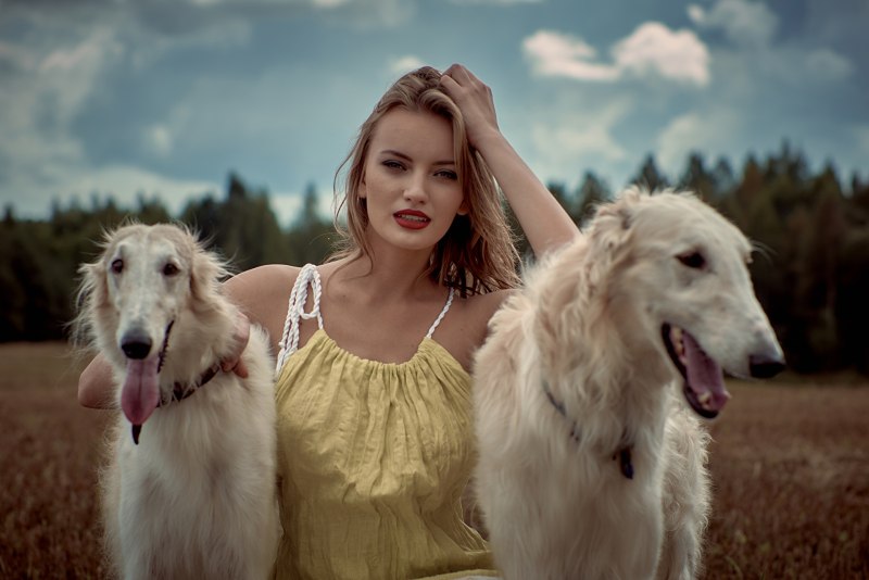 Азавак Левретка