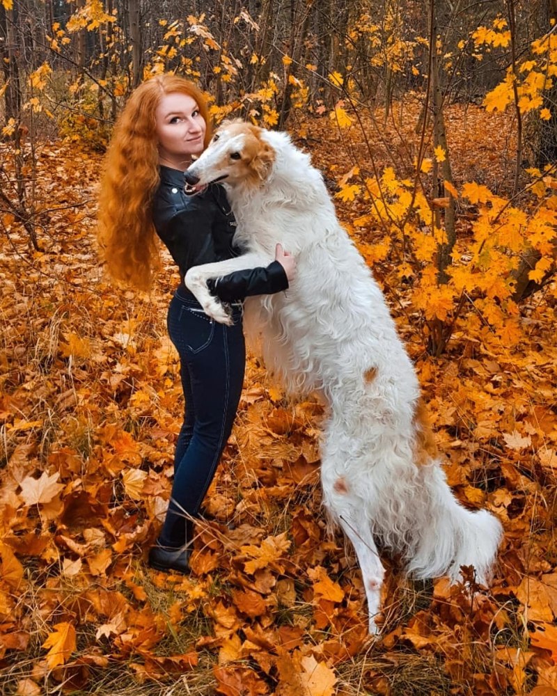 Русская борзая Эрис
