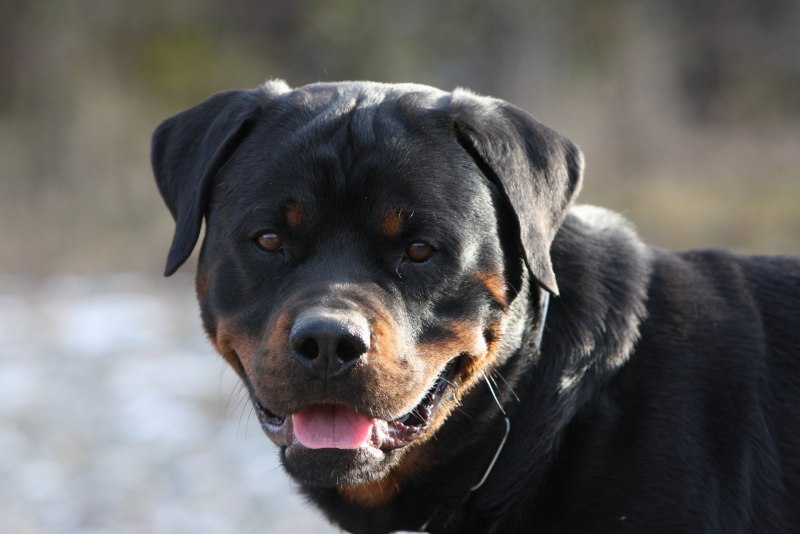 Givenchy Rottweiler