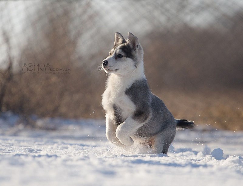 ЗСЛ лайка