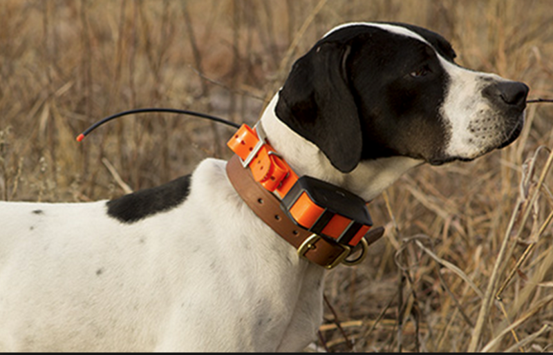 T5 Collar Rus ошейник (010-01041-f4)