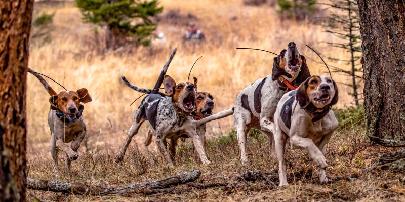 Dog GPS x20 ошейник