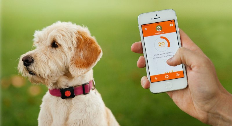 Tagg the Pet Tracker