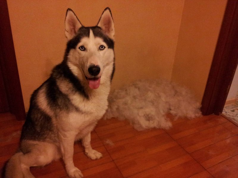 Molting собаки