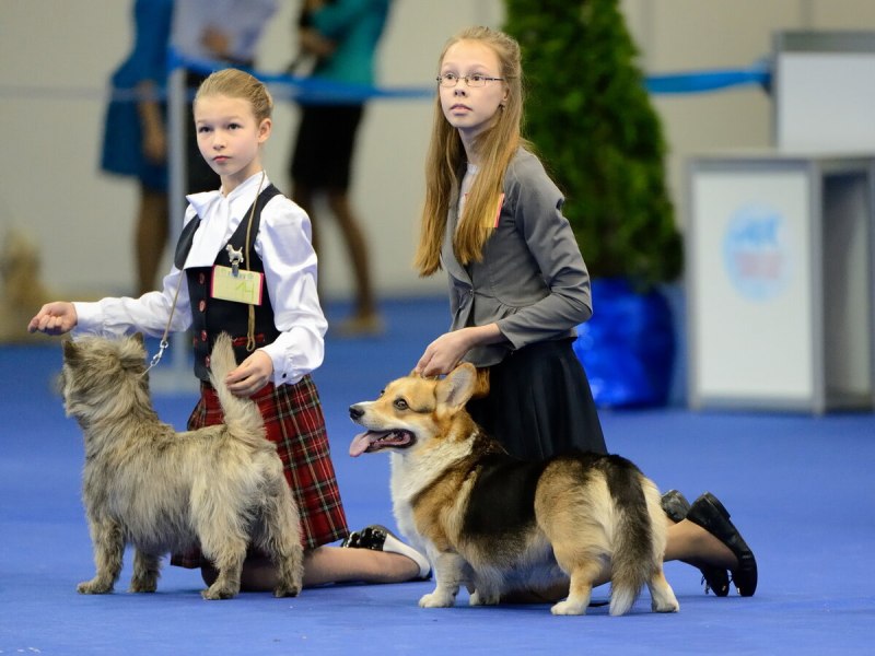 Бигль чемпион мира 2019