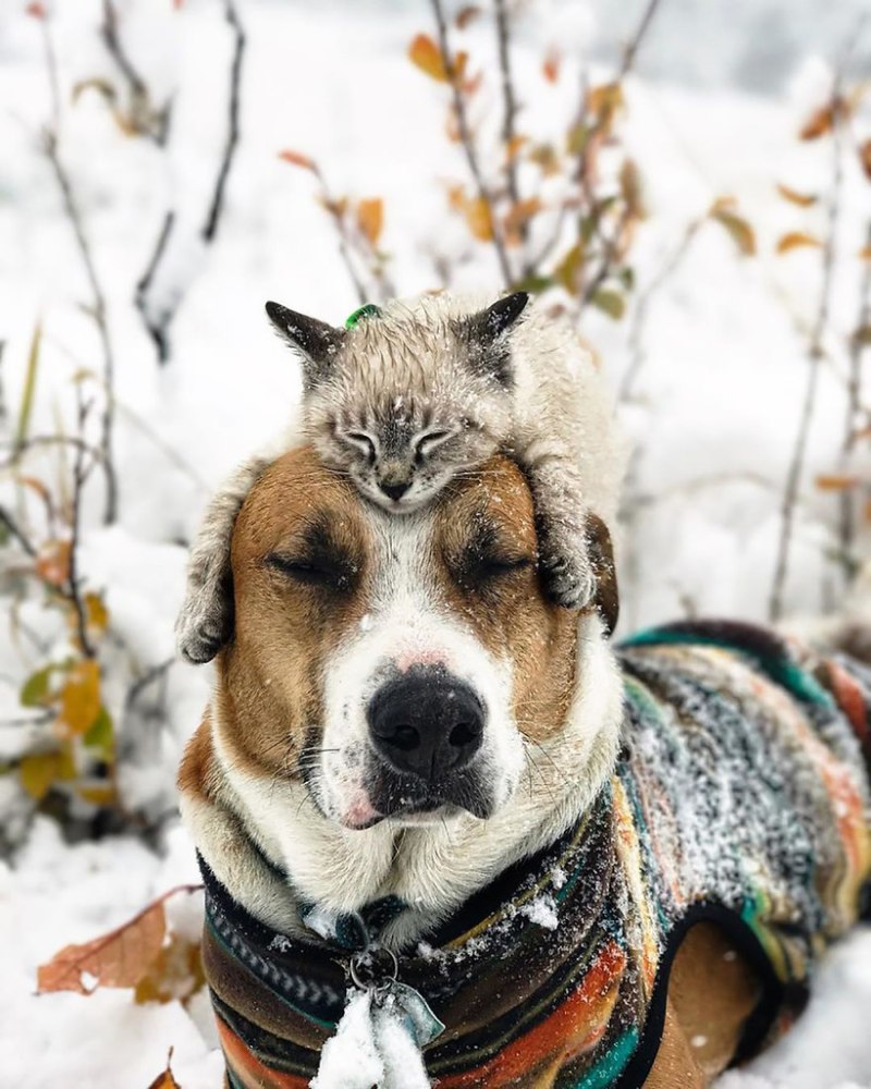Кошка и собака в снегу