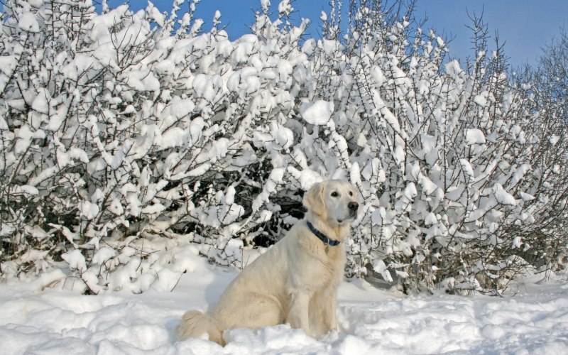 Собака снег зима