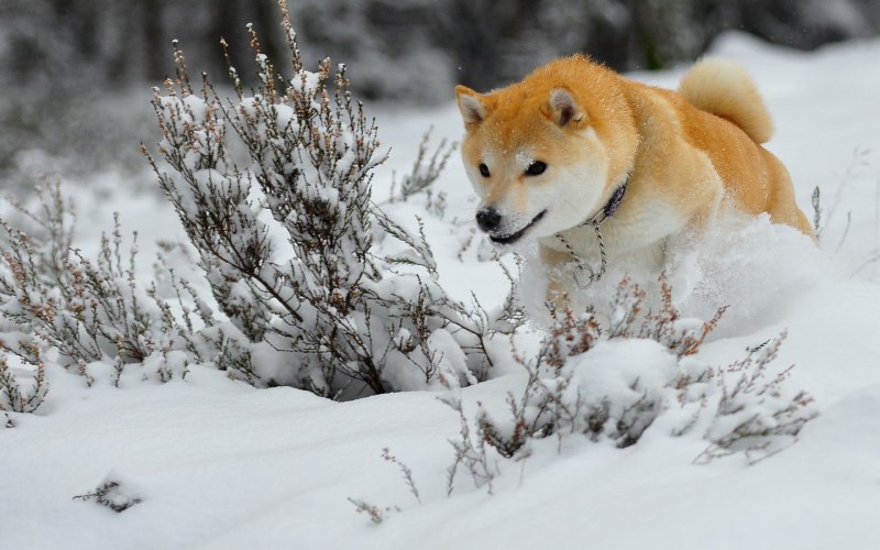 Зимний сиба ину