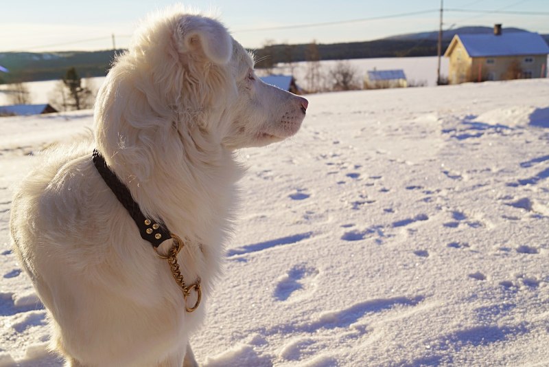 So much Snow собака