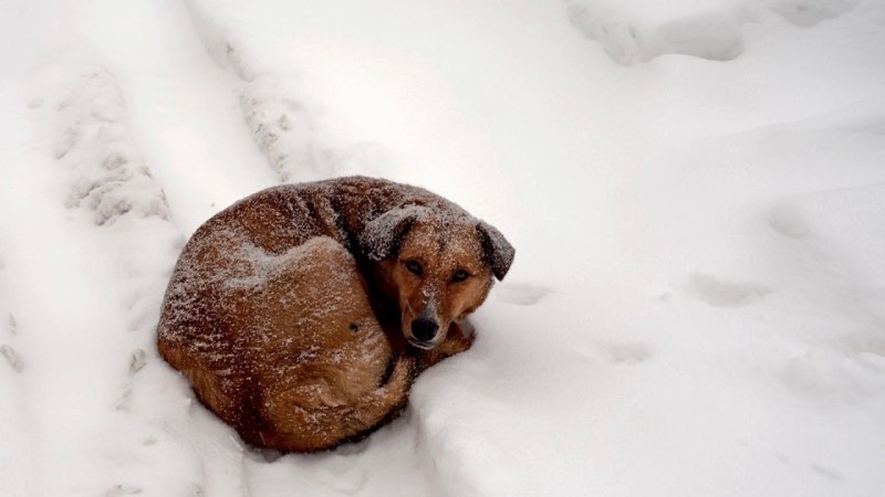 Собака зимой на улице