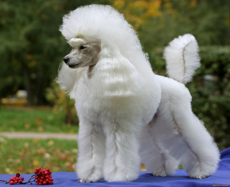 Серый Королевский пудель