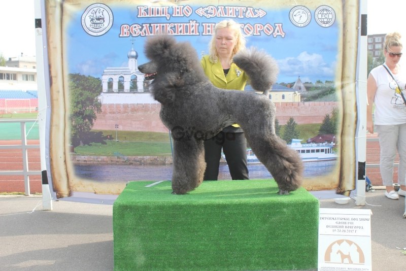 Пудель коричневый малый