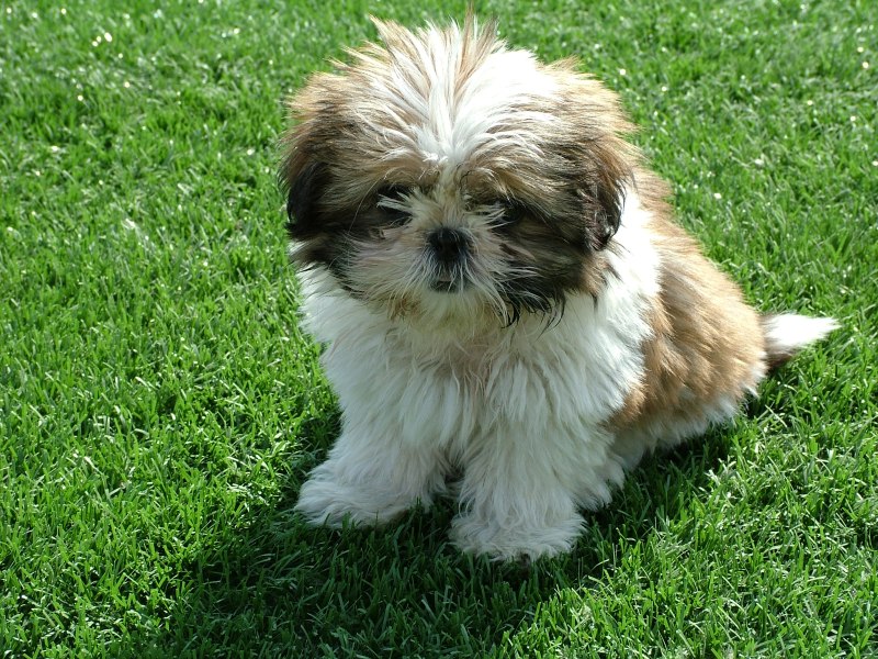 Ши-тцу (Shih Tzu