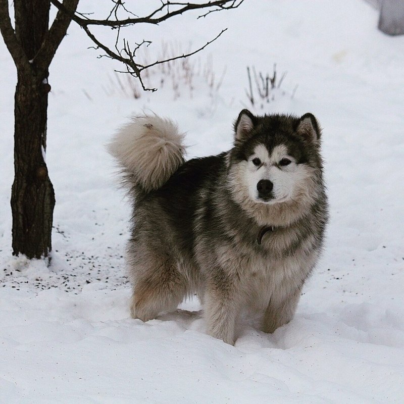 Лайка Аляскинский маламут