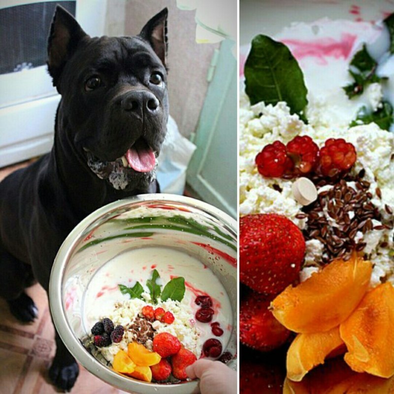 Собака кушает корм