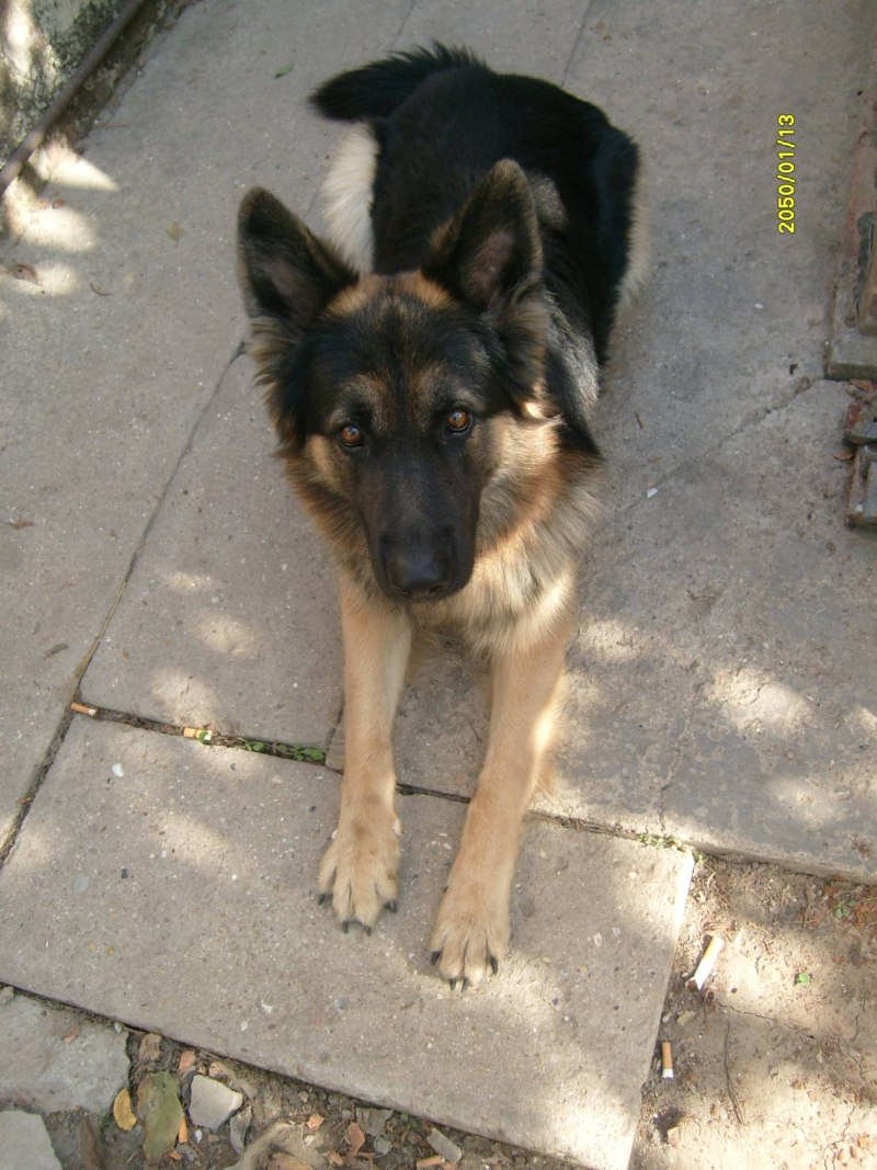 Баварская овчарка Shepherd