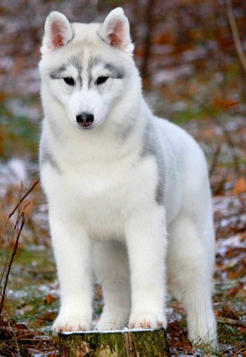 Корейская хаски