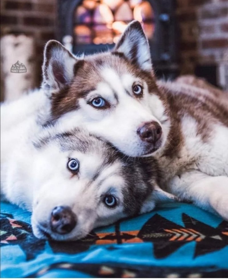 Хаски собака хаски