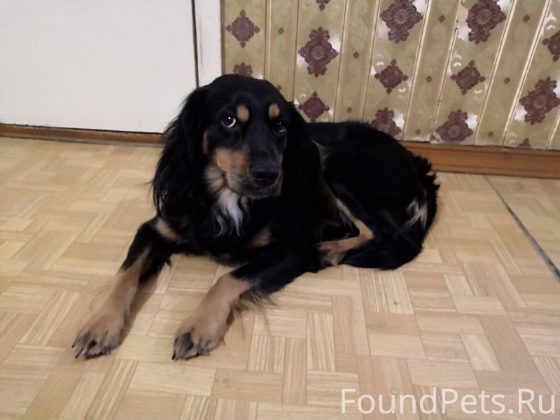 Русский кокер спаниель черный