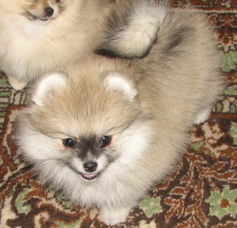 Шпиц яркий Соболь