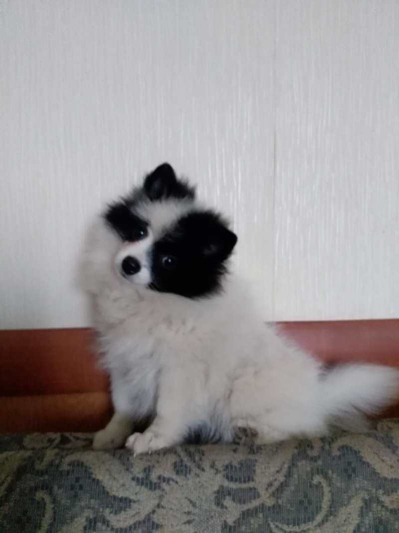 Окрас пати