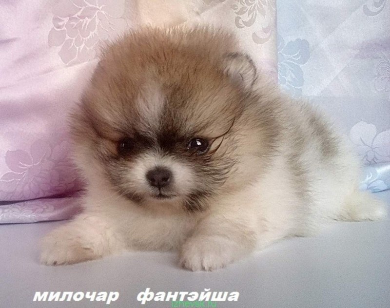 Померанский шпиц кремовый