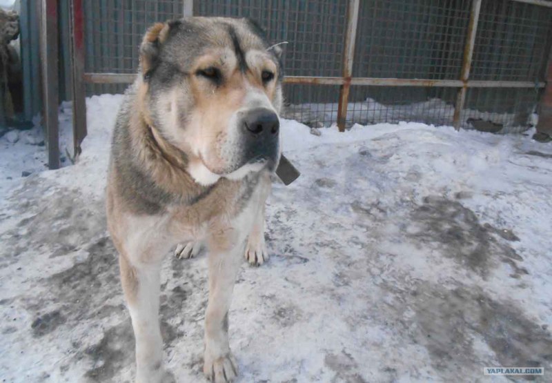 Алабай девочка 3 года