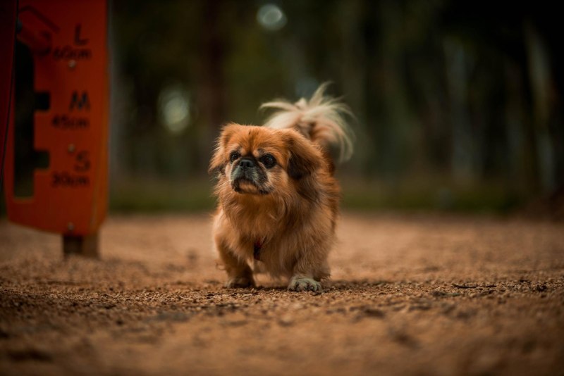 Brachycephalic Dog
