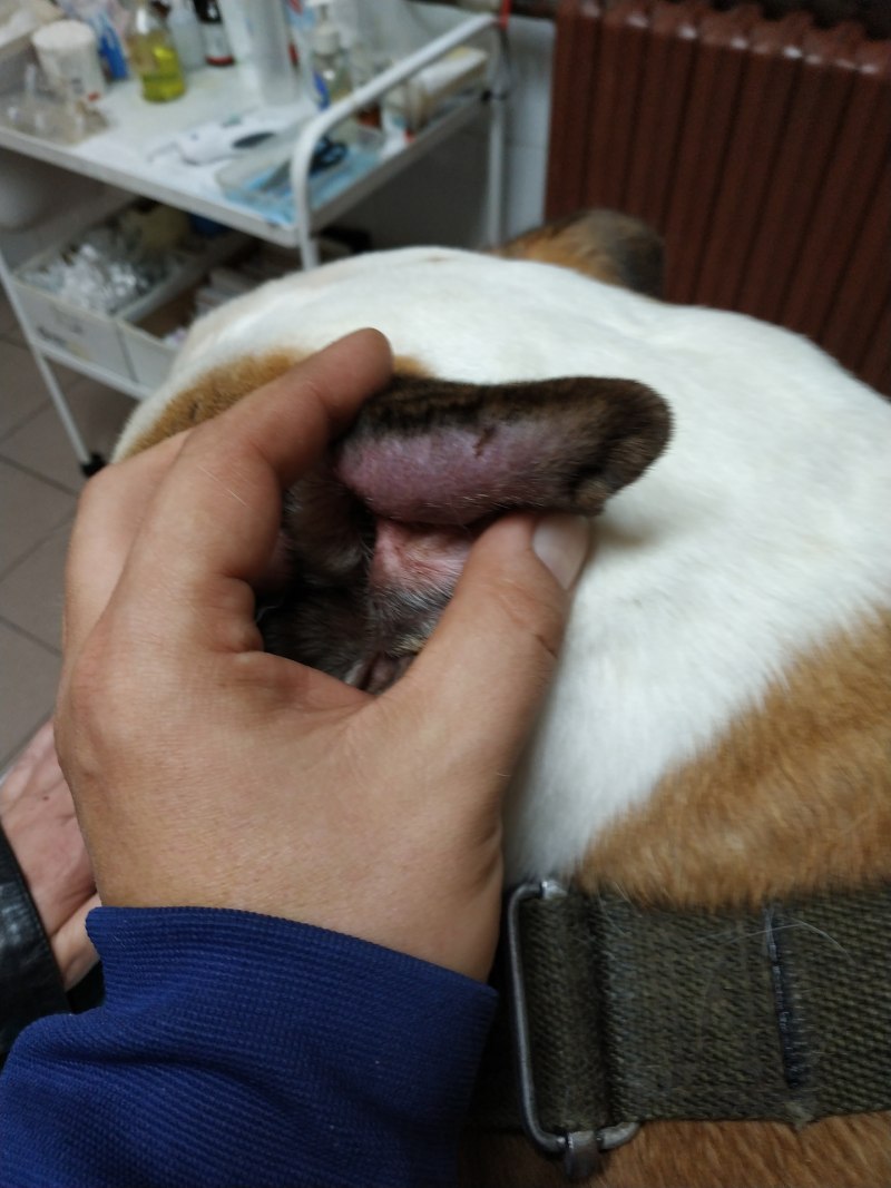 Воспаление слюнной железы у собаки