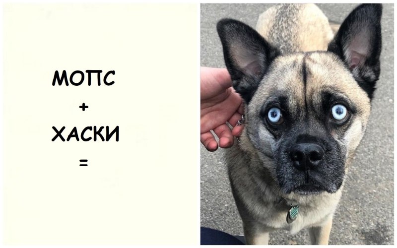 Метис чихуа и МОПСА
