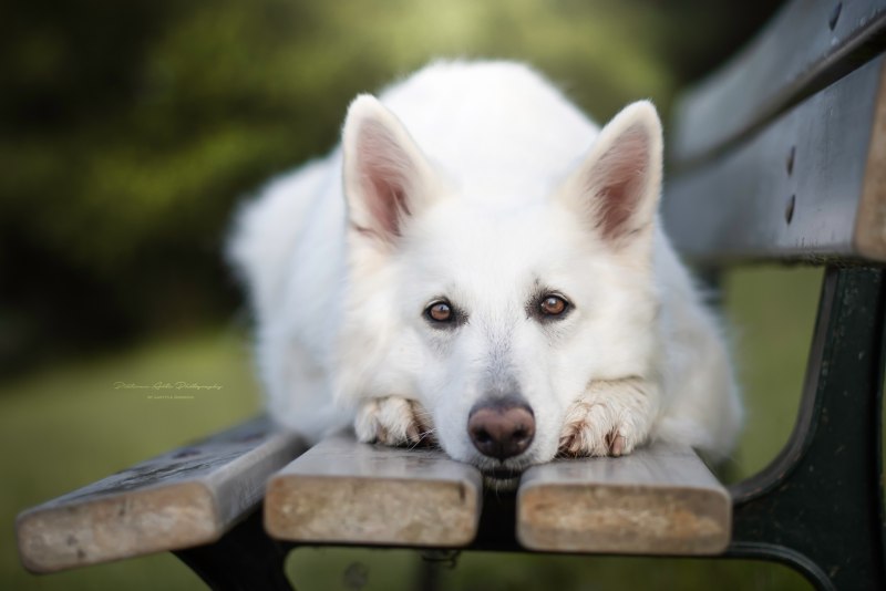 Белая швейцарская овчарка Berger Blanc Suisse