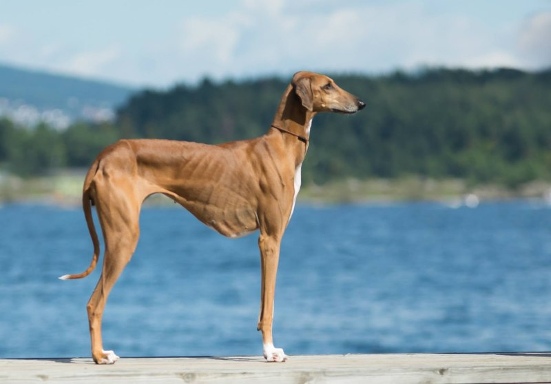 54 самых популярных породы собак в 2023 году с названиями, описанием, характеристиками и фото