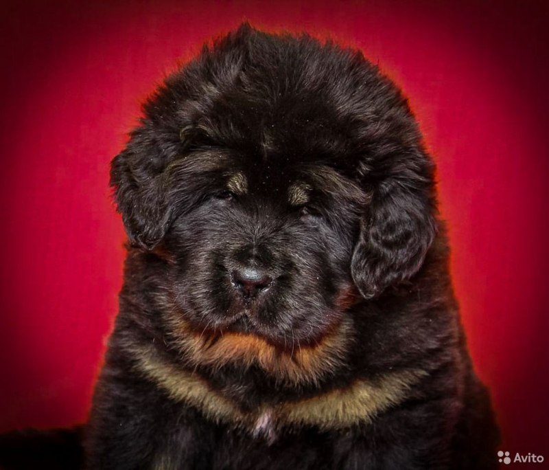 Брянский питомник. Тибетский мастиф. Тибетский мастиф щенок. Помесь тибетского мастифа. Собаки черные большие похожи на мастифа.