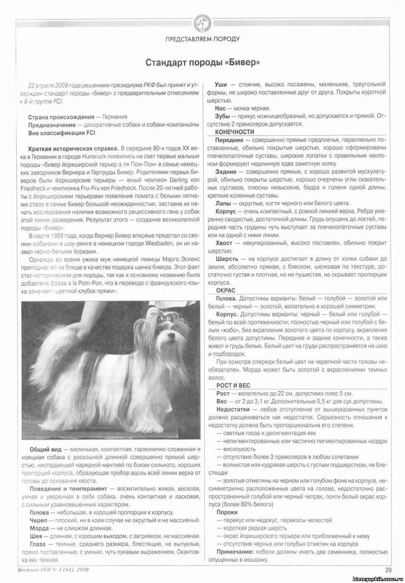 Йоркширский терьер Бивер короткошерстный