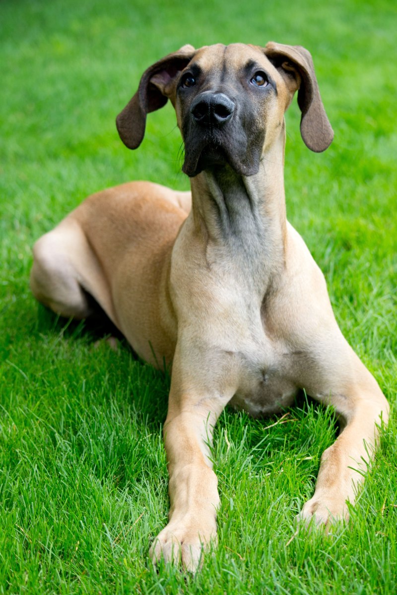 Great Dane собака