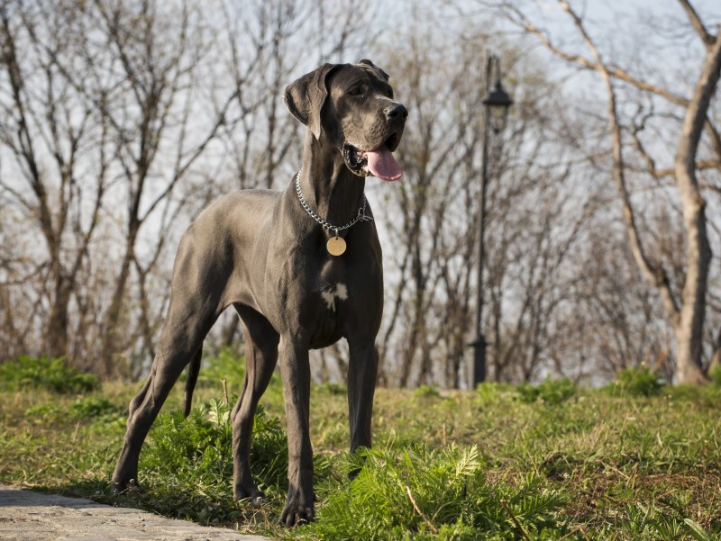 Great Dane собака