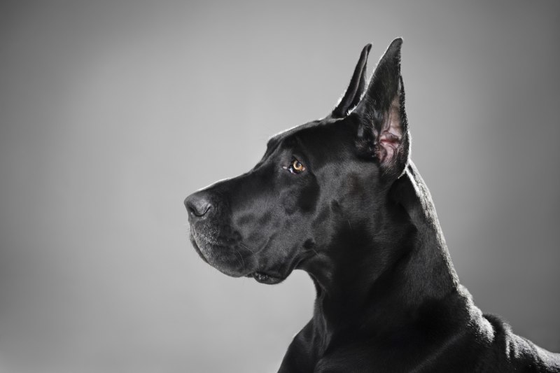 Great Dane собака