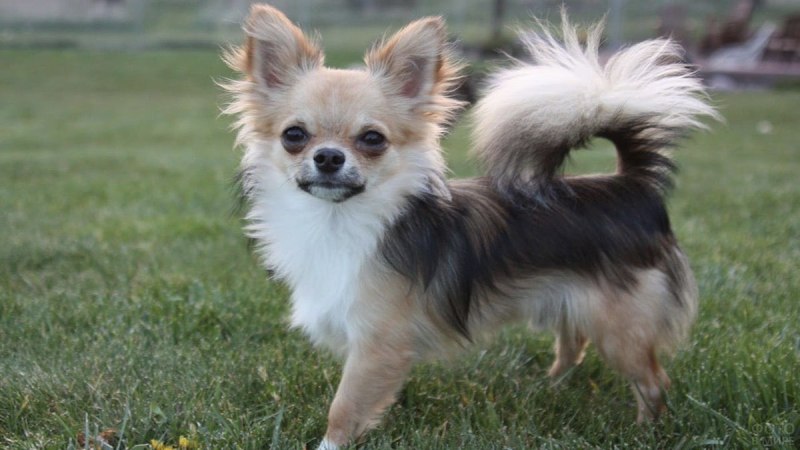 Teacup Pomeranian порода