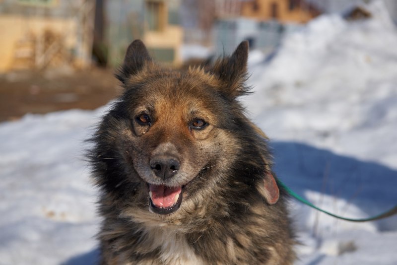 Собака