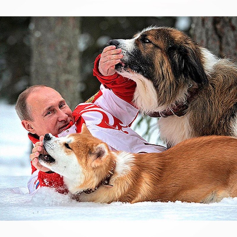 Банда дворян приют
