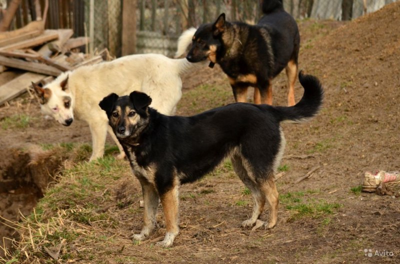 Лайки в МЧС