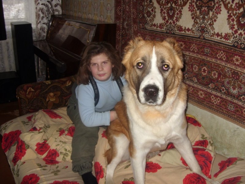 Алабай с большой шерстью