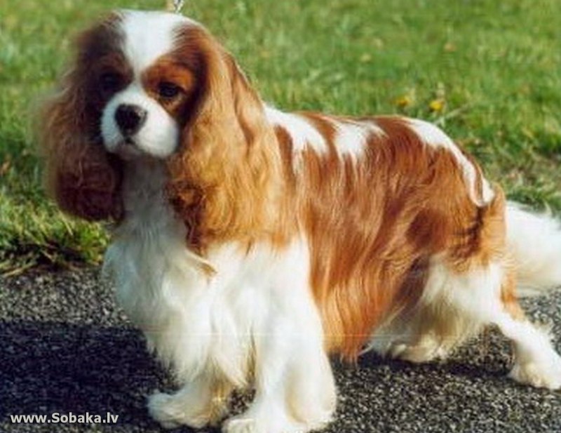 Pascavale Cavaliers Kennel