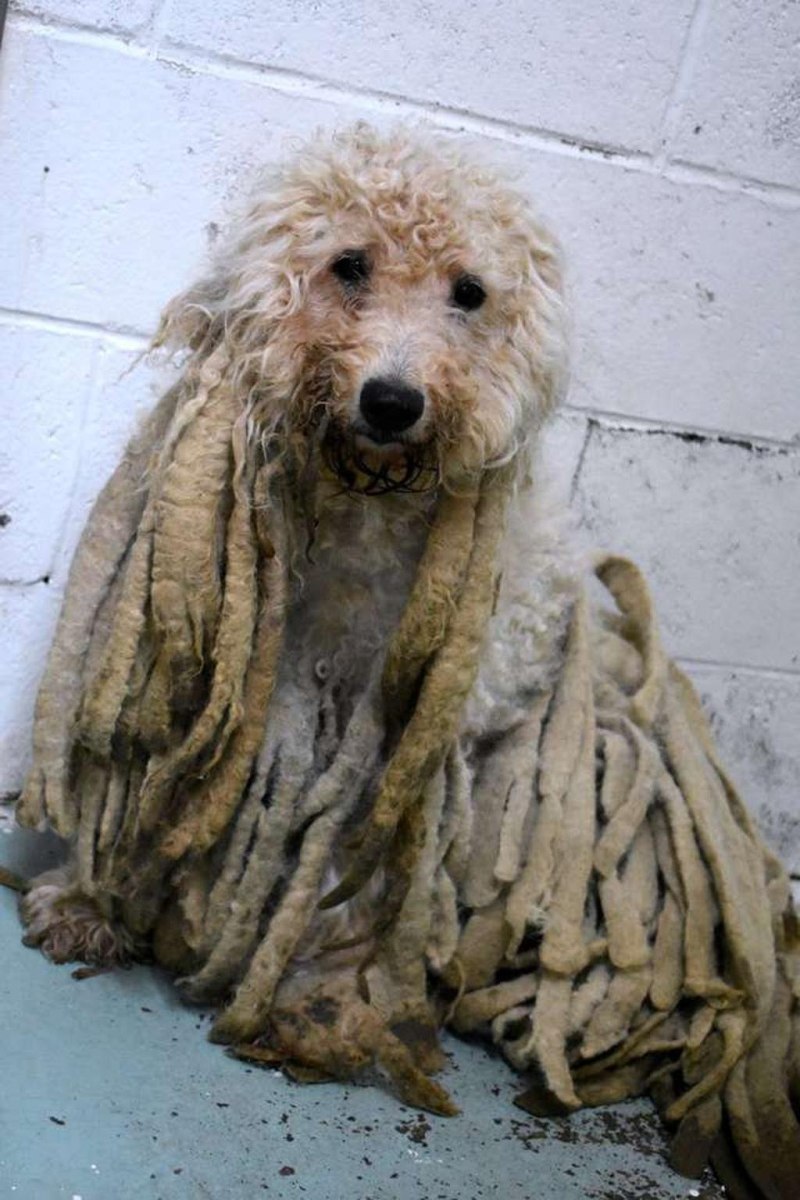 Собака дреды
