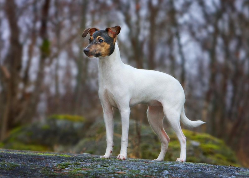 Danish Swedish farmdog Jack Russell Terrier