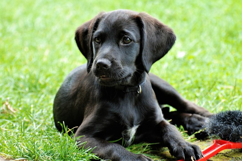 Лабрадор Retriever
