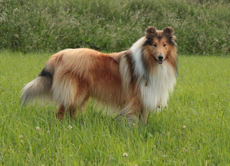 Шотландская колли