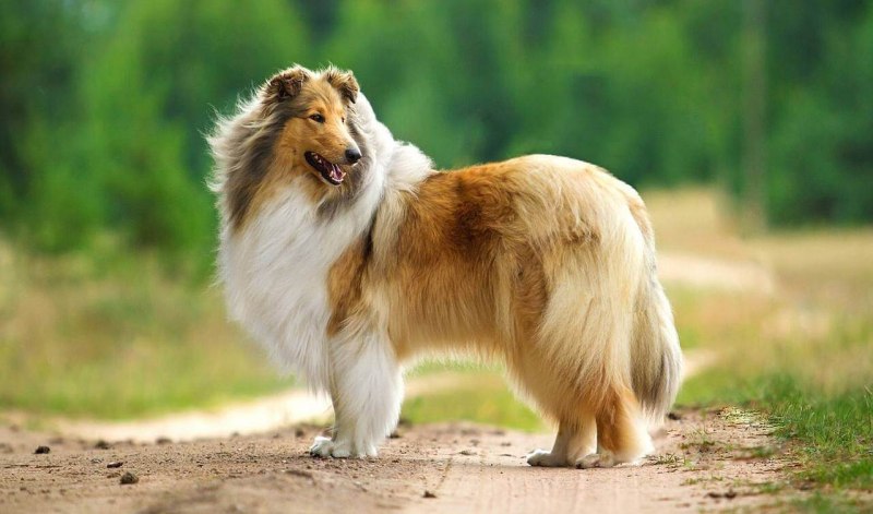 Шотландская колли