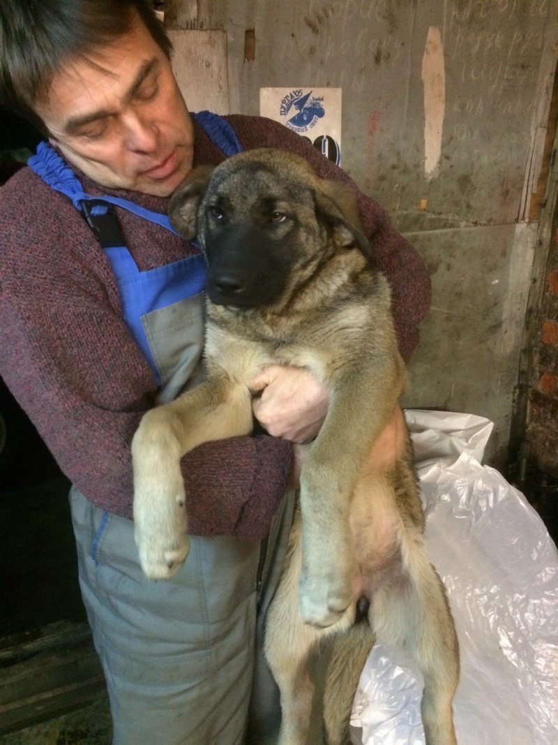 Германский шарпей
