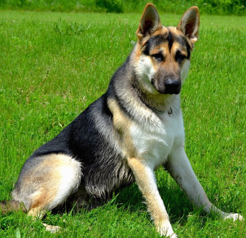 Баварская овчарка Shepherd